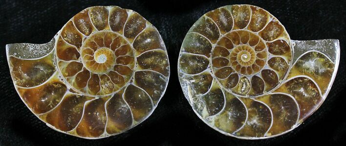 Small Desmoceras Ammonite Pair - #27871